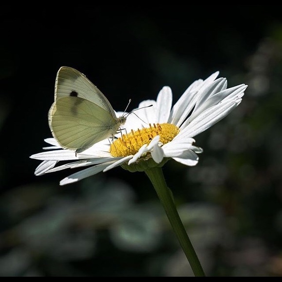 Meet your Posher, Vee - Picture 1 of 1